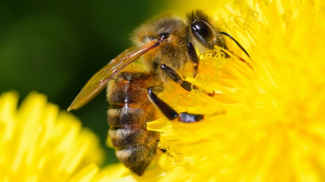 The carpenter bee in the UK